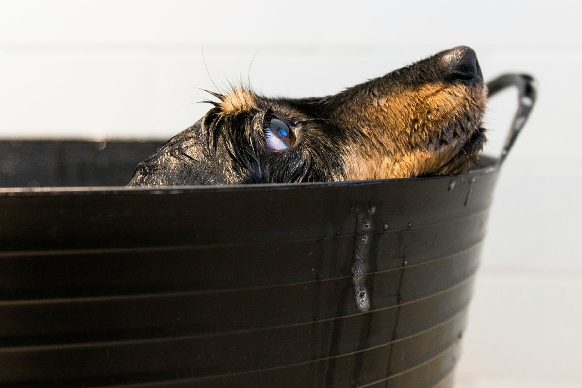 Otto in the tub