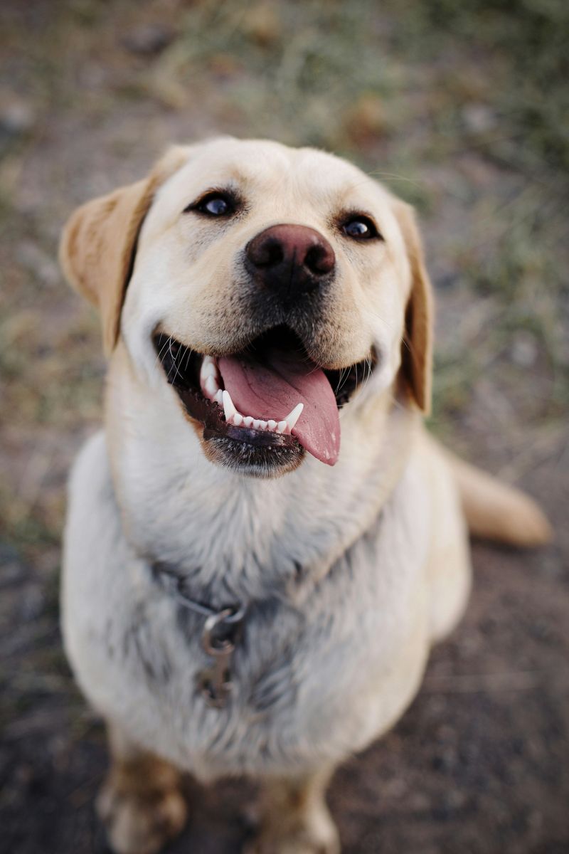 Sunny the Labrador